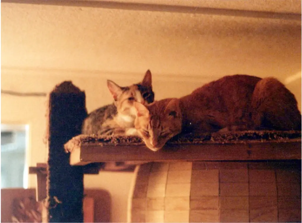 bill & buffy lounging