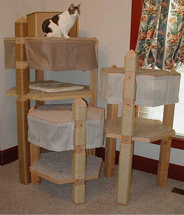 simba on condo