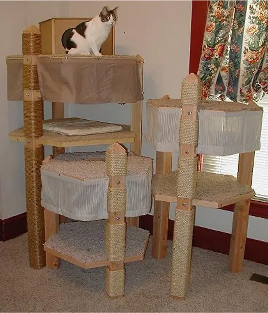 simba big